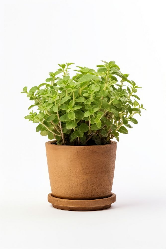 Oregano plant pot herbs leaf houseplant.