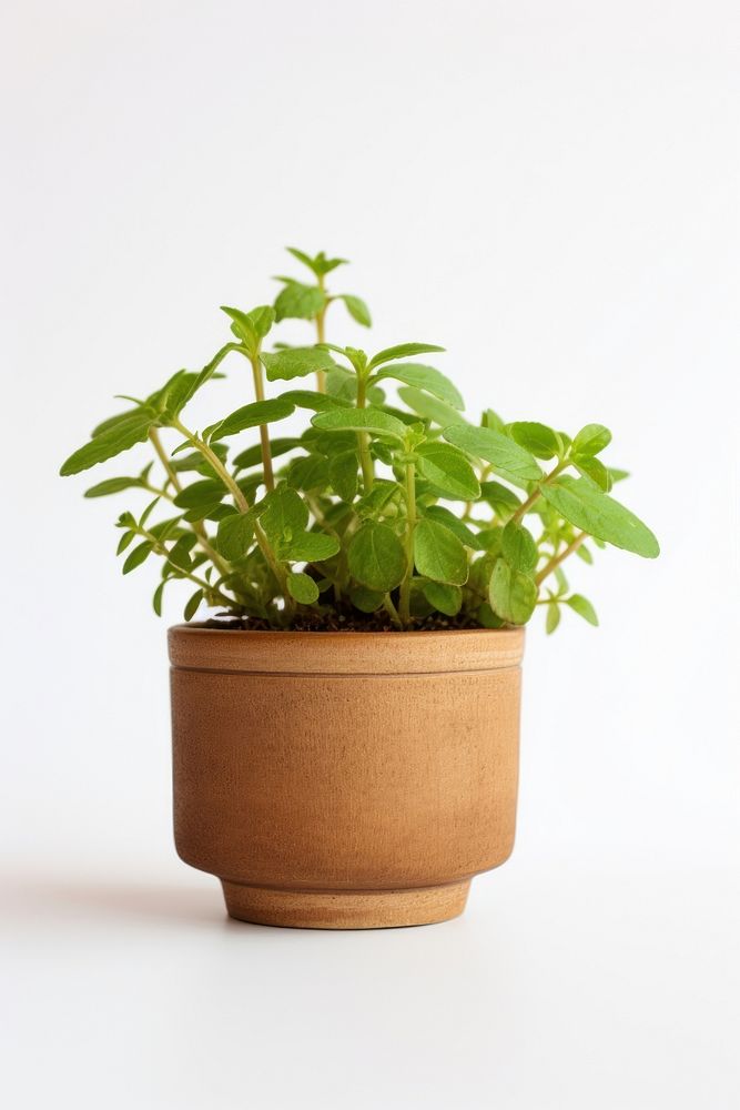 Oregano plant pot herbs leaf houseplant.