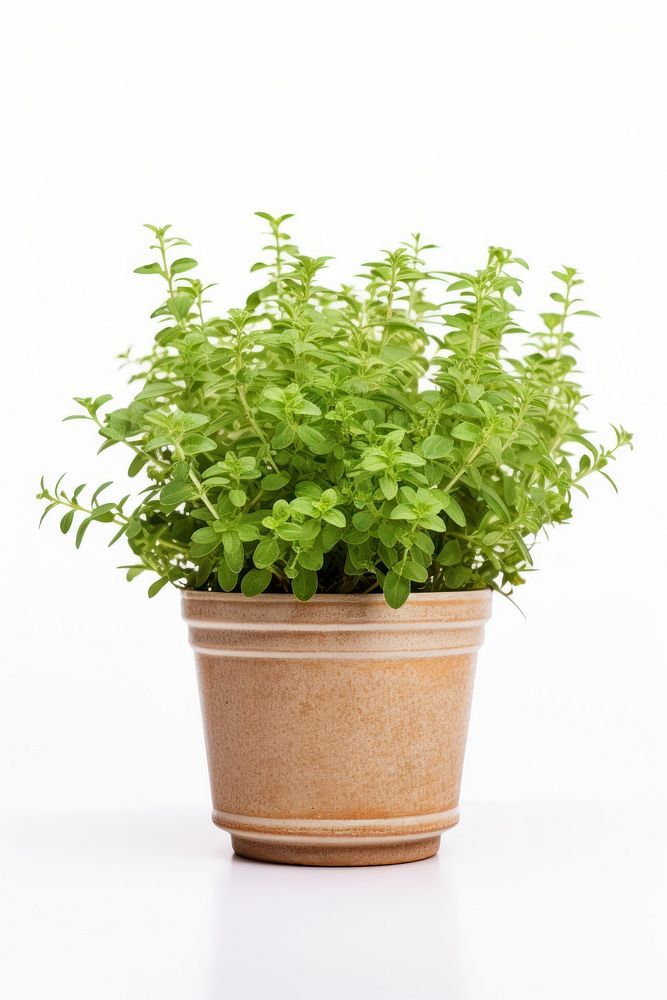 Oregano plant pot herbs houseplant terracotta.
