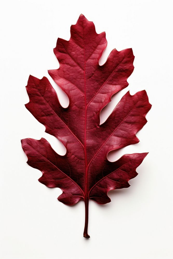 Red oak leaf plant tree fragility.