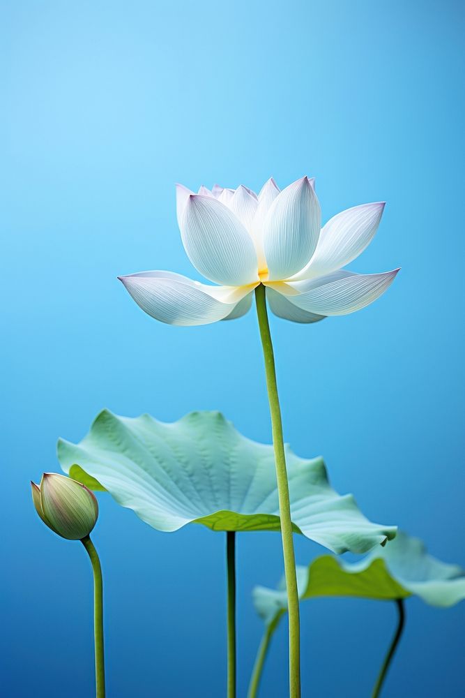 Blossom Lotus blossom flower.
