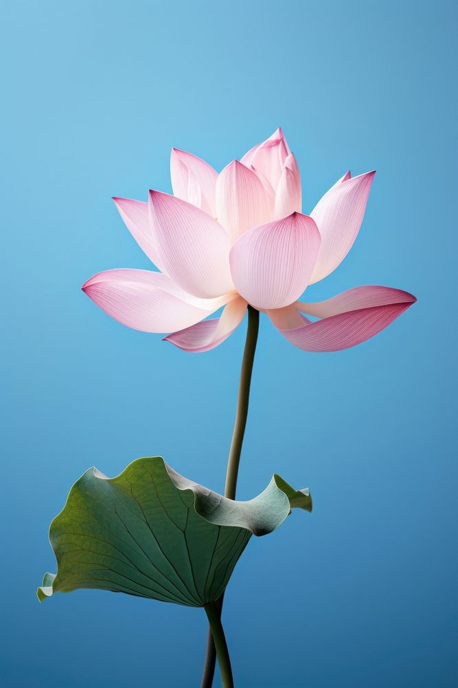 Pink Blossom Lotus blossom.