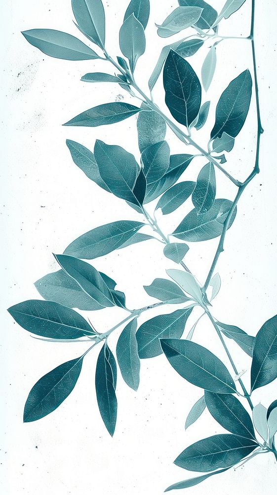 Olive branch plant paper leaf.