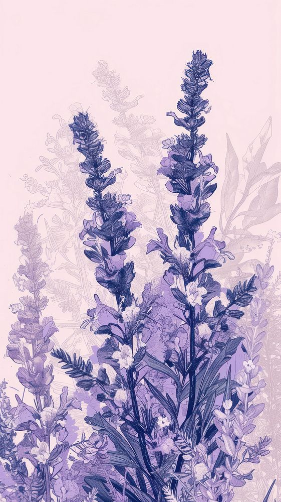Wallpaper lavender flower sketch plant.
