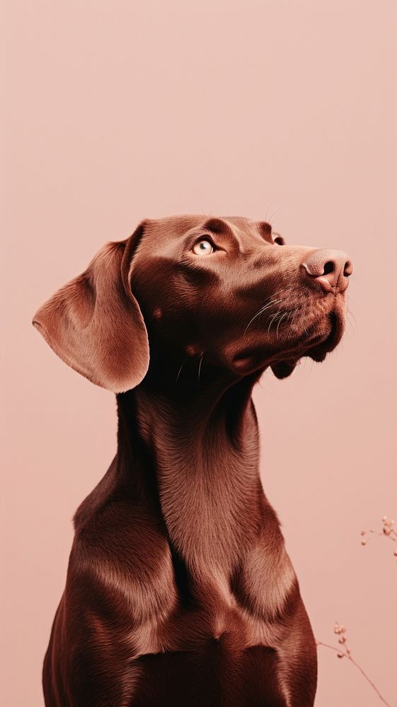 Aesthetic Photography of dog animal mammal puppy.