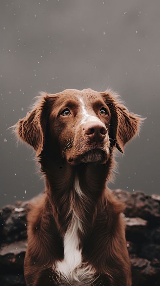 Aesthetic Photography of dog mammal animal pet.