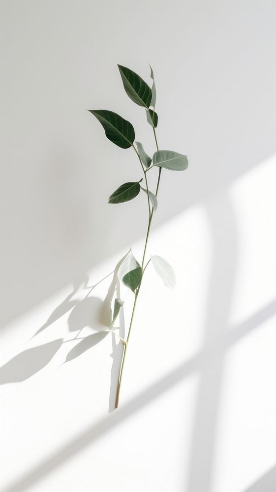 Plant flower shadow white.