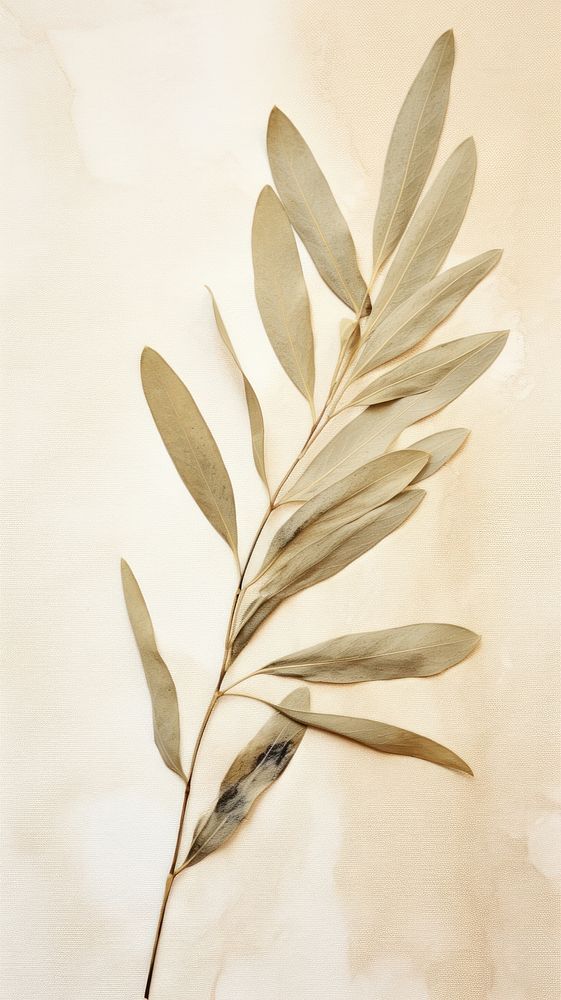 Real pressed a olive leaf plant tree drawing.