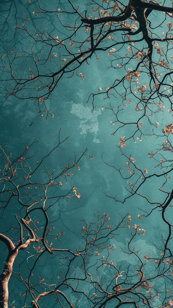 Aesthetic wallpaper tree outdoors branch.