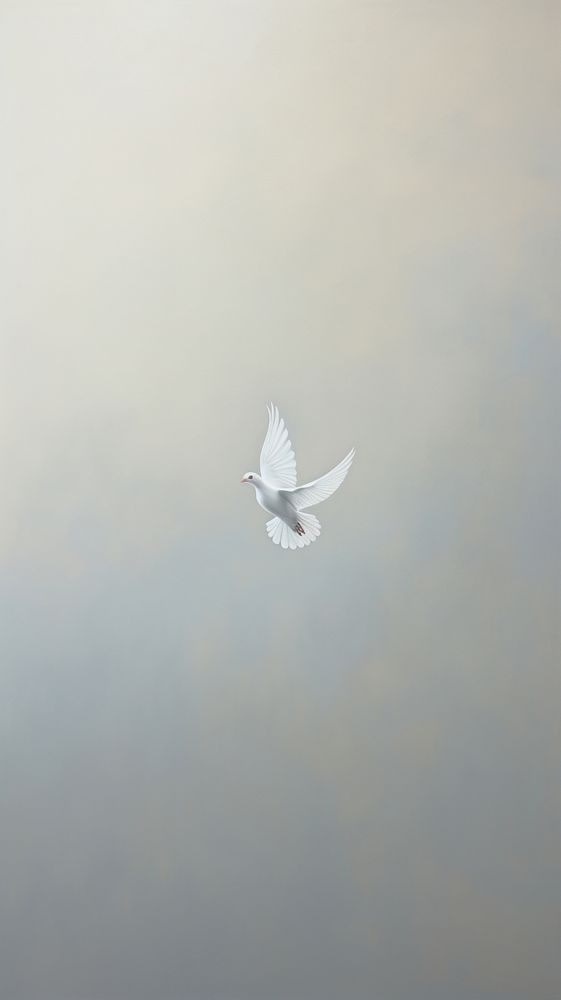 Flying bird dove wildlife.