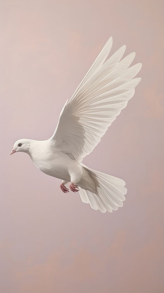 Animal bird dove wildlife.