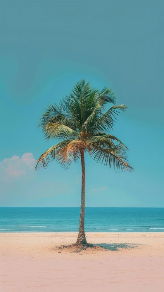 Minimal space Palm tree on beach outdoors horizon nature.
