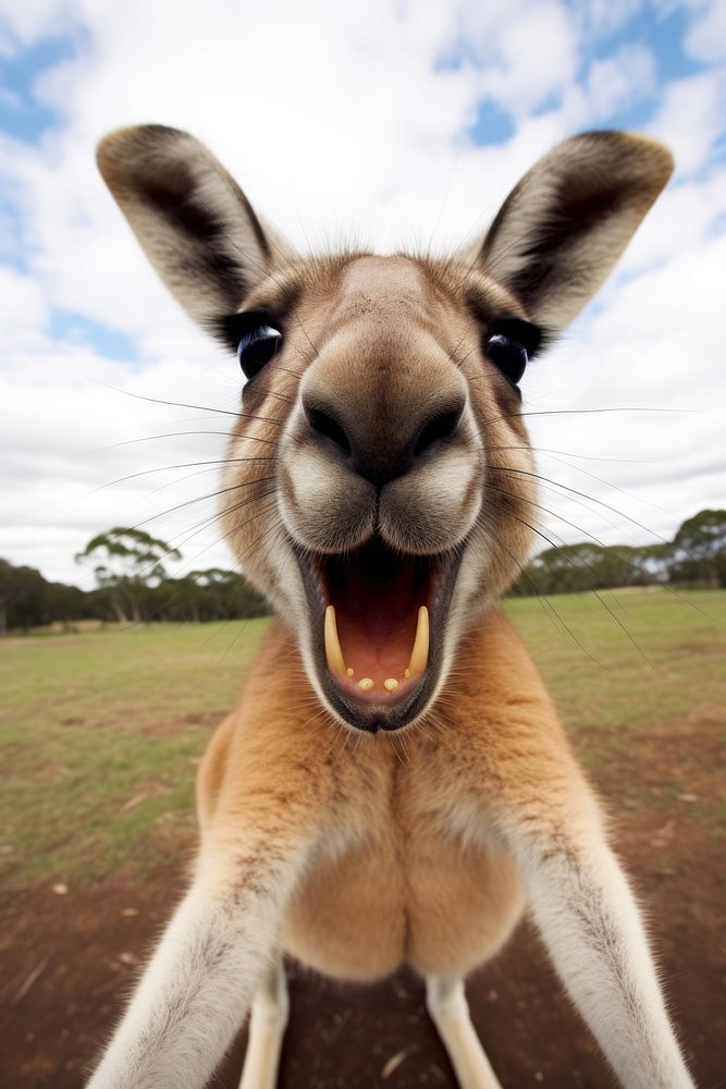 Selfie kangaroo wallaby mammal animal.