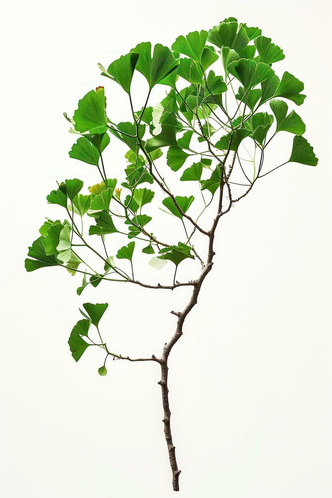 Ginko tree plant herbs leaf.