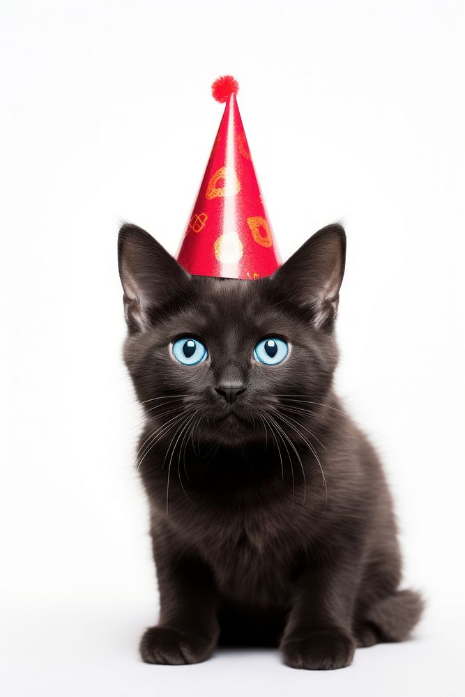 Side view of a Cute cat with red party hat celebration mammal animal.
