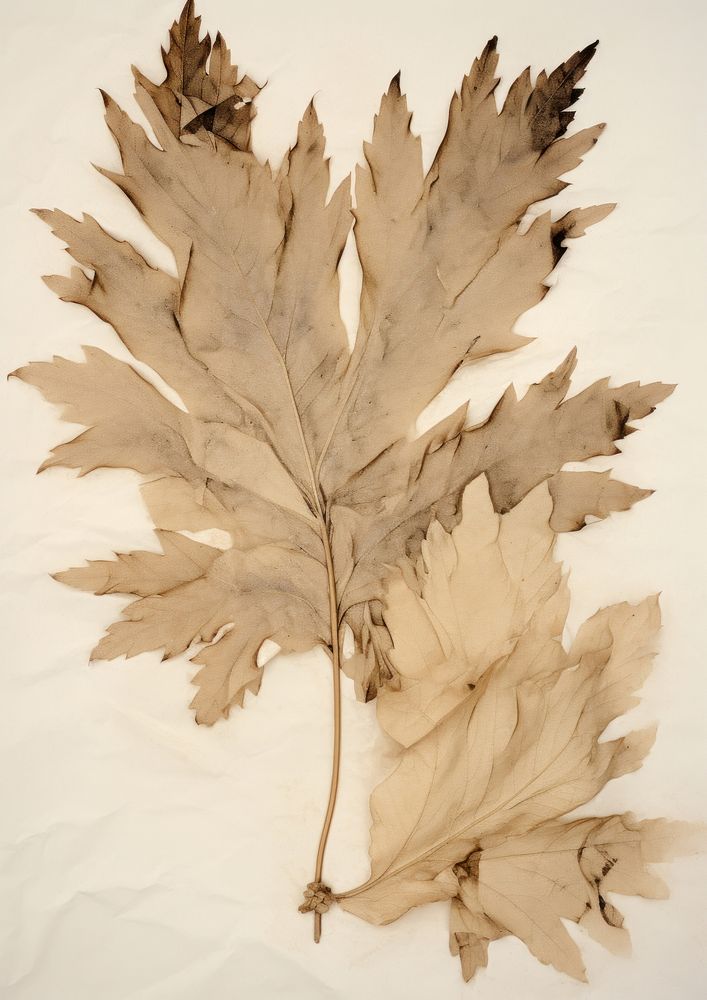 Real Pressed a acanthus leaves leaf plant tree.