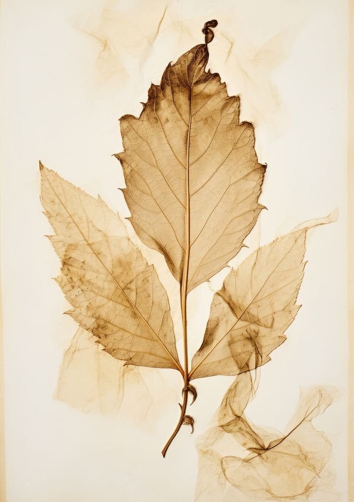 Real Pressed a acanthus leaves leaf drawing sketch.