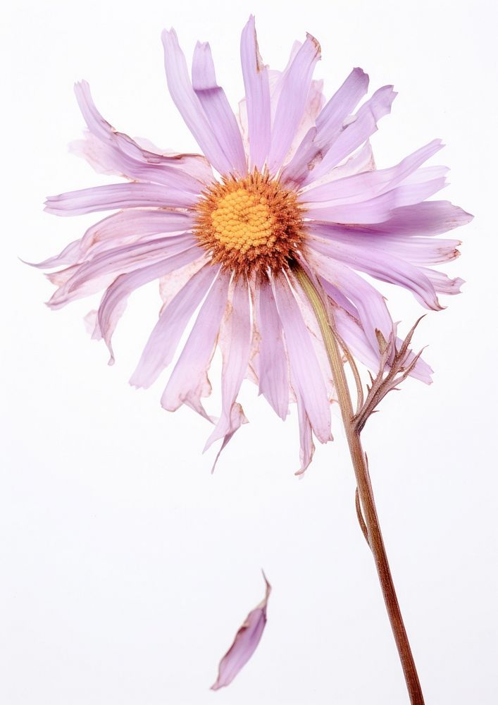 Real Pressed a aster flower blossom petal.