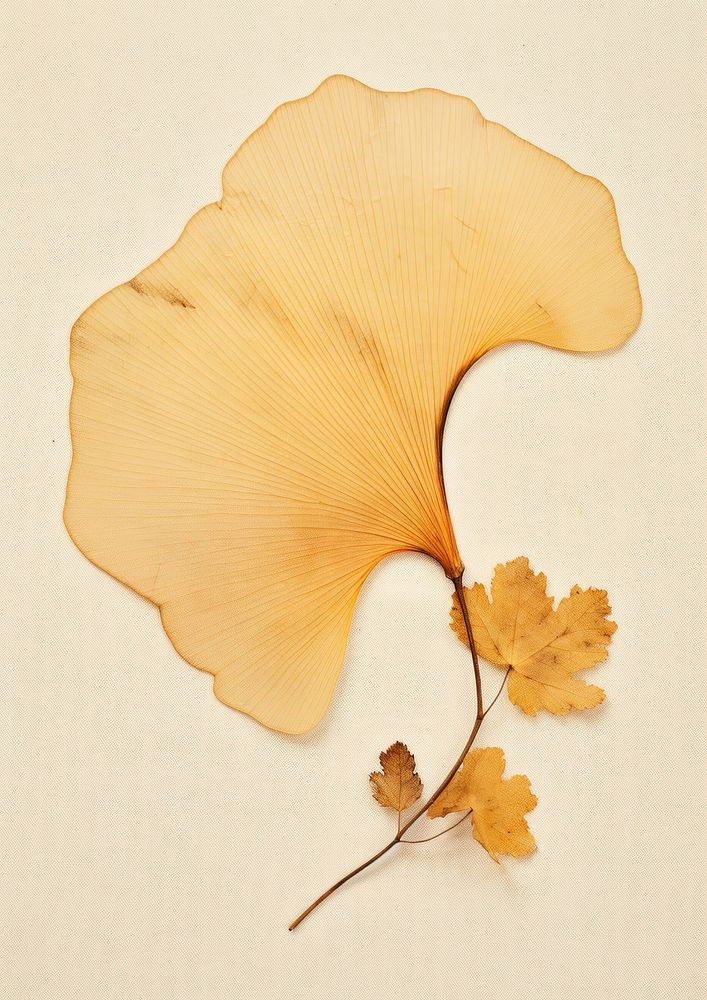 Real Pressed a ginkgo leaf plant fragility nature.
