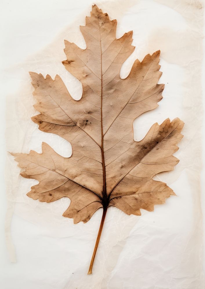 Real Pressed a oak leaf plant paper tree.