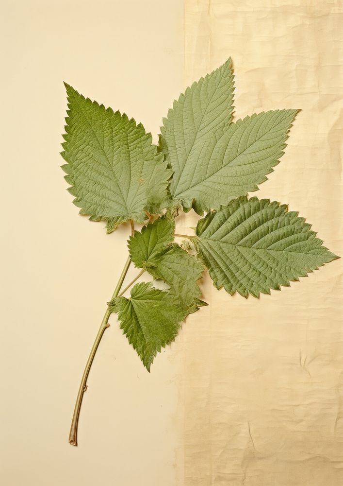 Real Pressed a mint leaf flower plant herbs.