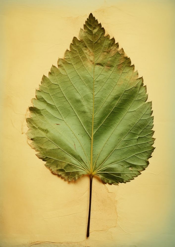 Real Pressed a mint leaf textured plant tree.