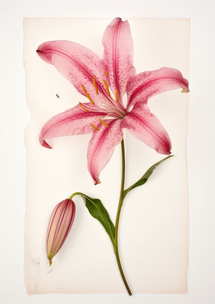 Real Pressed a pink lily flower petal plant.