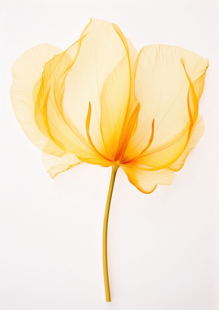 Real Pressed a yellow tulip flower petal plant.