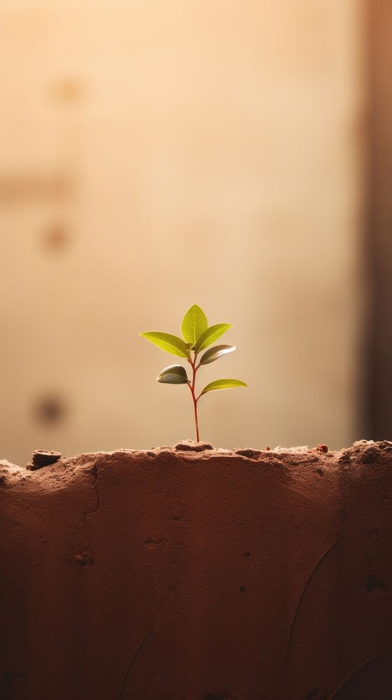  A tiny plant grown up from the ruins leaf soil wall. AI generated Image by rawpixel.