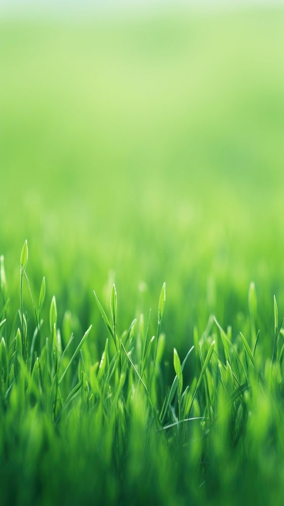  Green grass field outdoors plant lawn. AI generated Image by rawpixel.