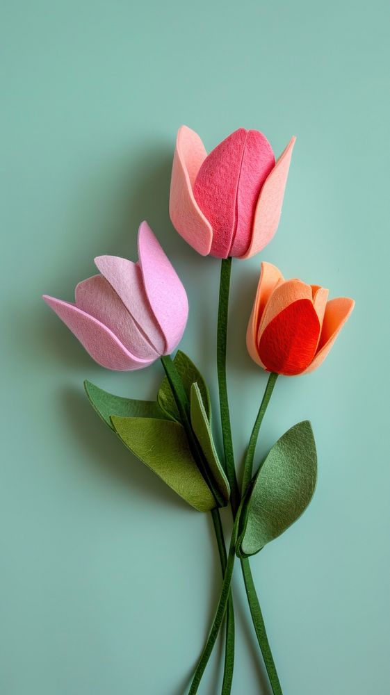 Wallpaper of felt tulip flower petal plant.