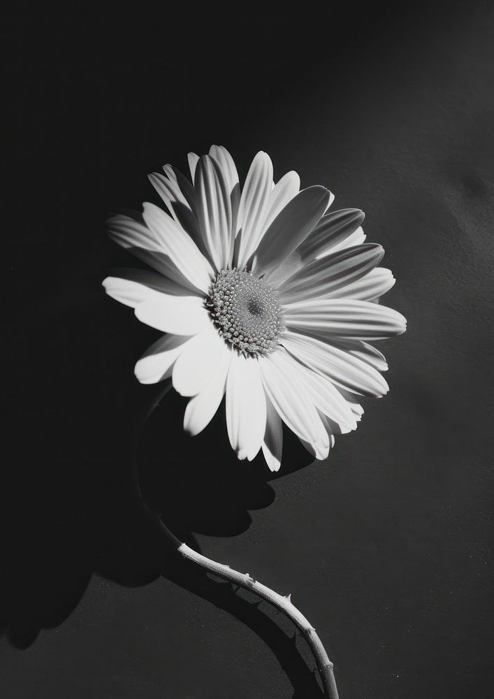 Daisy daisy white flower.