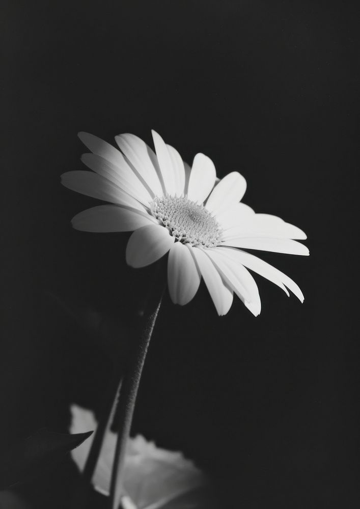 Daisy daisy flower petal.