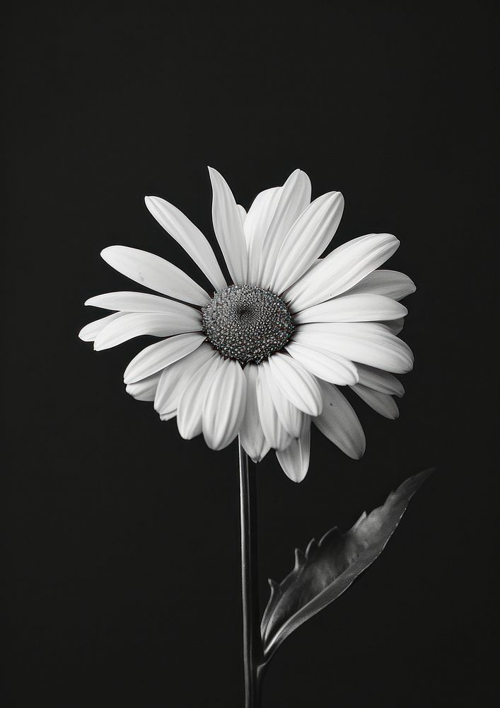 Daisy daisy flower petal.