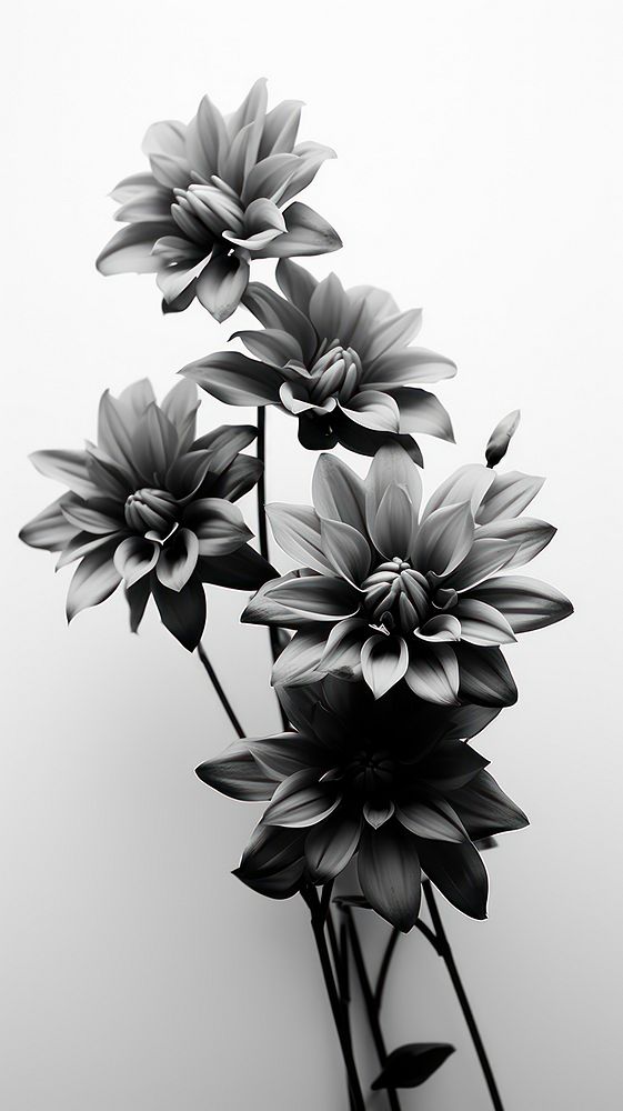 Black and white bouquet flowers monochrome petal plant.