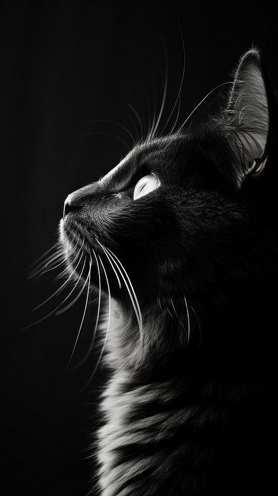 Cat close up monochrome mammal animal.