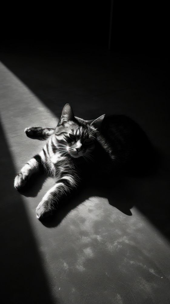 Cat lay on the floor photography monochrome animal.