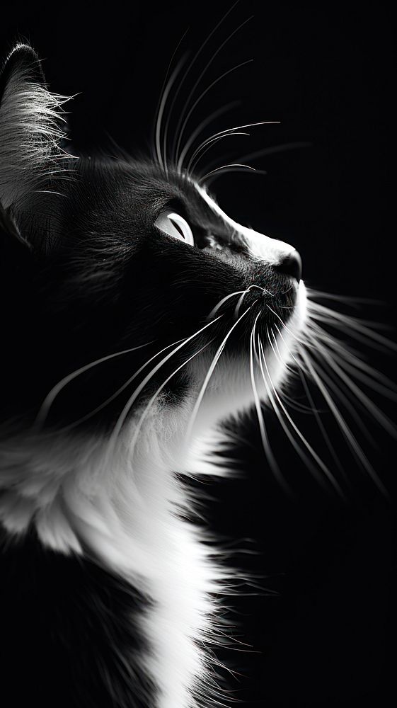 Cat close up monochrome animal mammal.