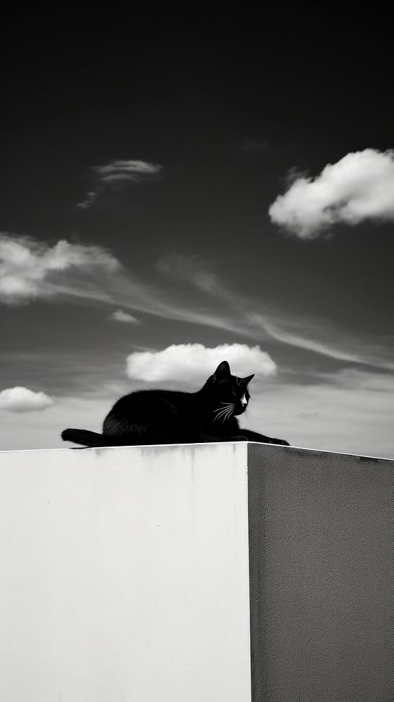 Cat lay on the building sky monochrome outdoors.