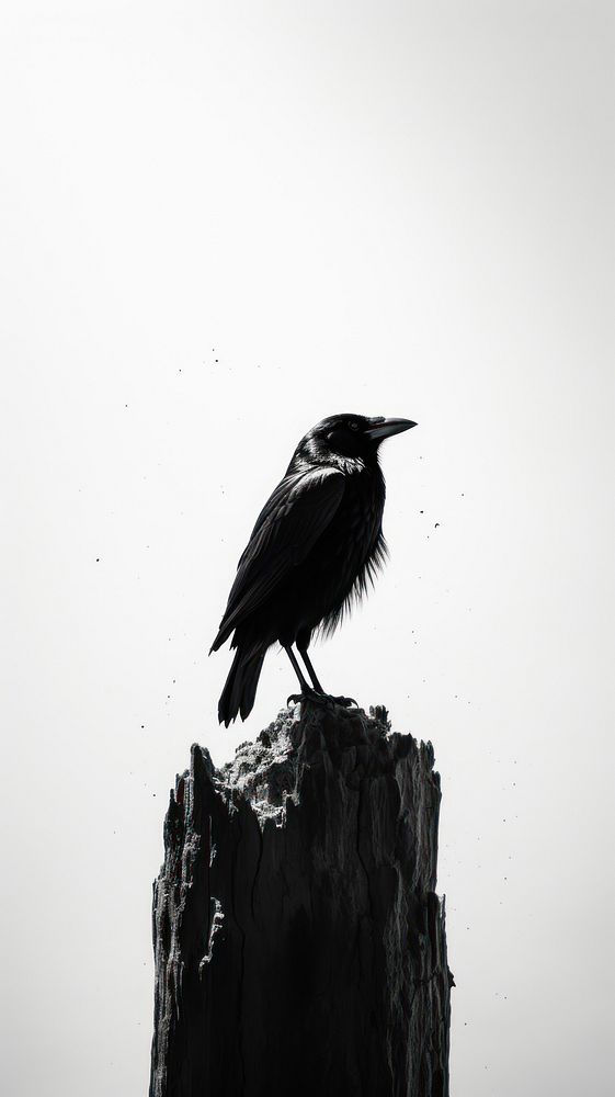 Crow monochrome animal black.