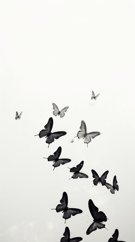 Fluttering butterflies monochrome animal flying.