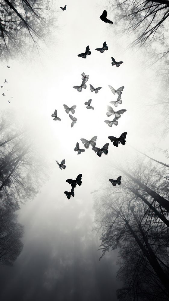 Fluttering butterflies in forest sky silhouette monochrome.