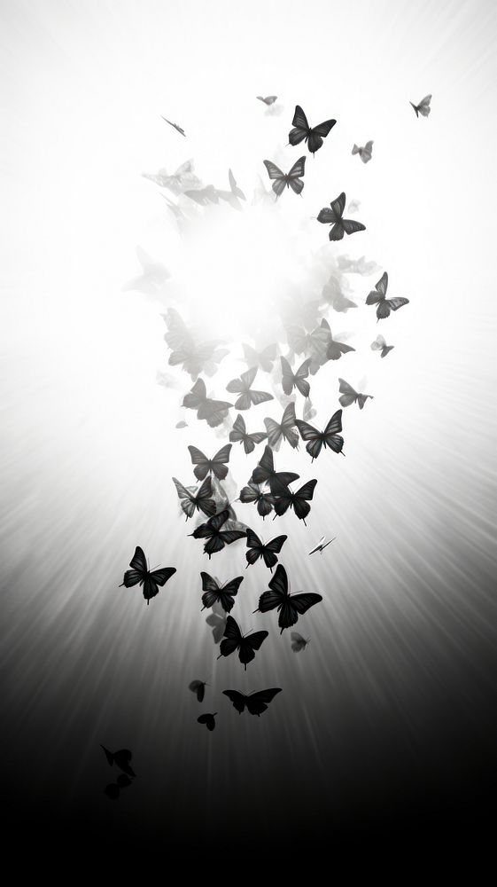 Fluttering butterflies light silhouette monochrome.