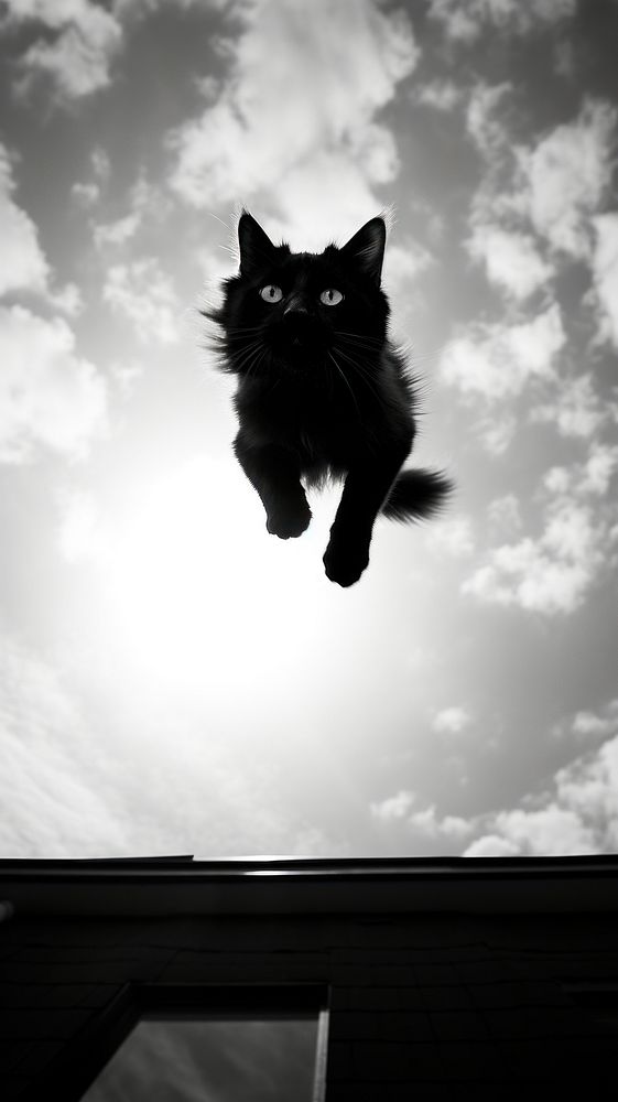 Flying cat sky silhouette monochrome.