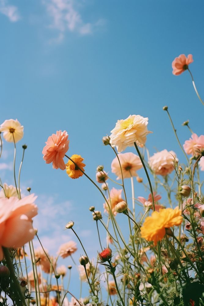 Summer scenery flower sky outdoors. | Free Photo - rawpixel