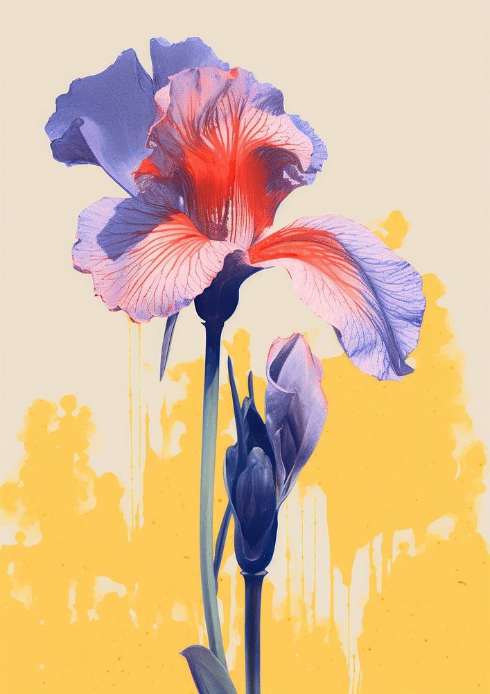 Iris flower painting petal plant.