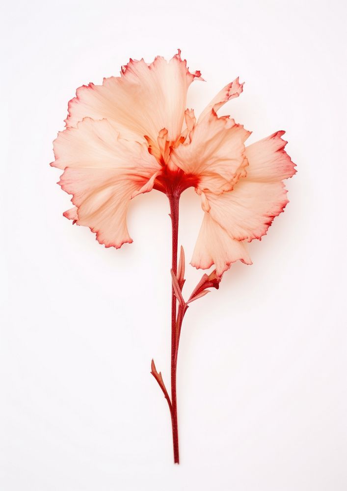 Real Pressed a Carnation flower carnation hibiscus petal.