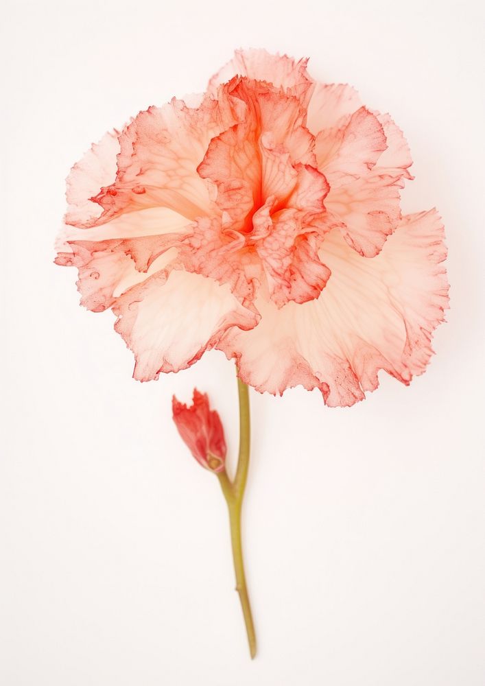 Real Pressed a Carnation flower carnation plant red.