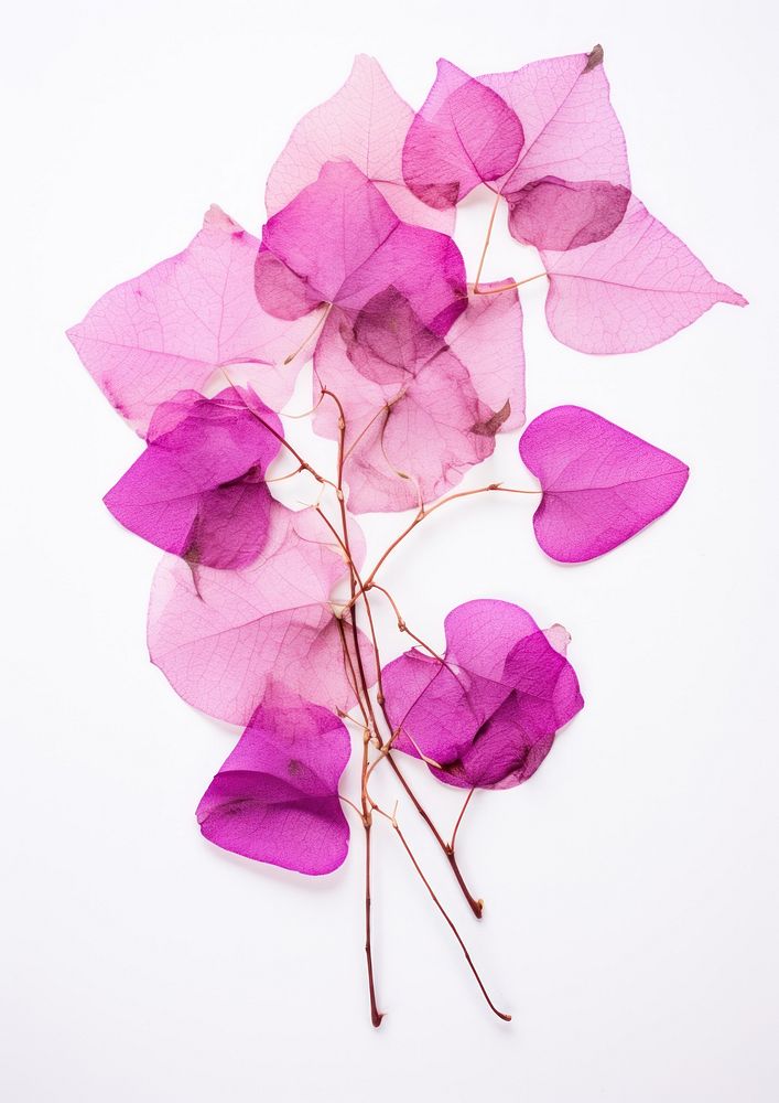 Real Pressed a bougainvillea flowers purple petal plant.