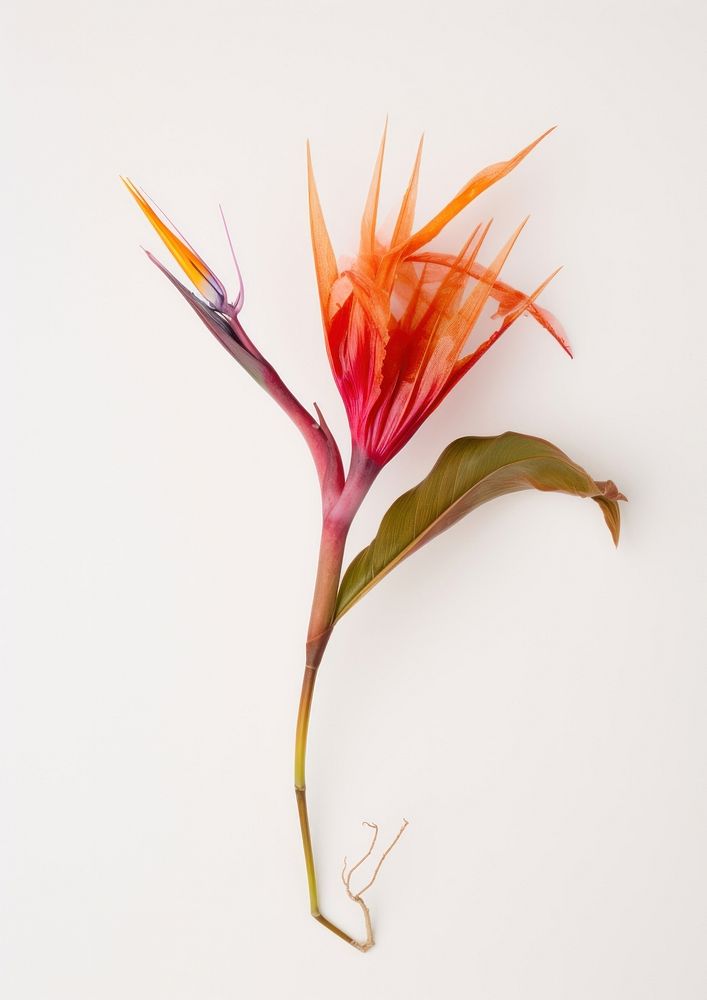 Real Pressed a Bird of paradise flowers plant petal red.